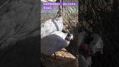 Lavender guinea fowl