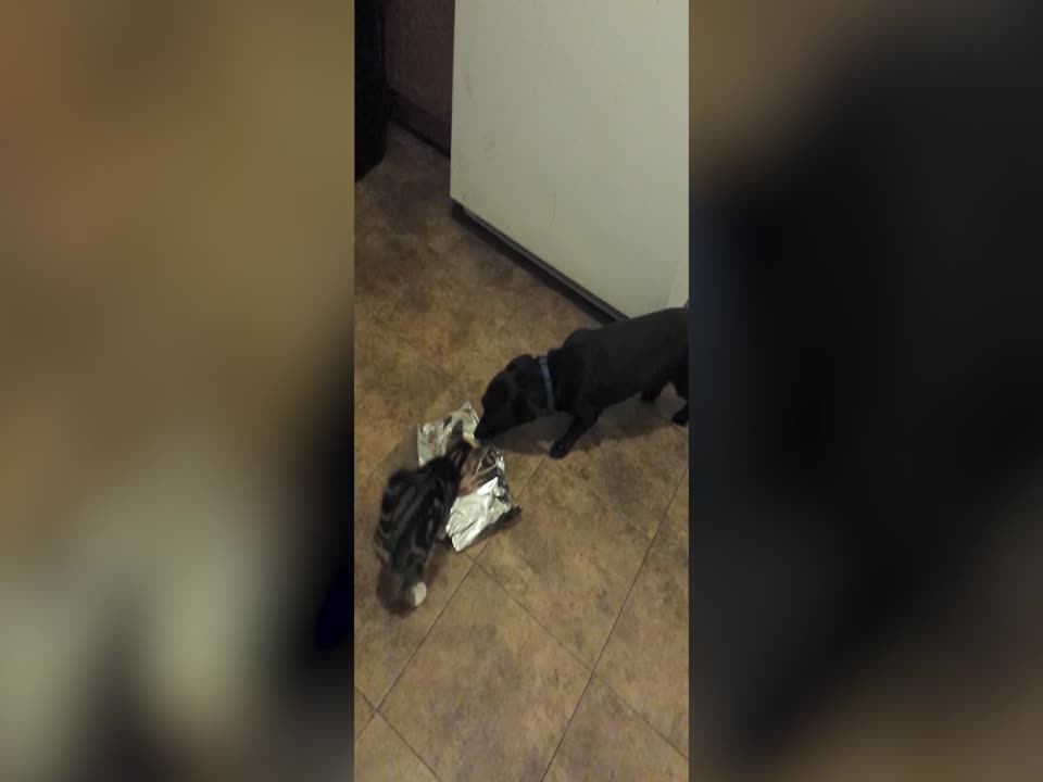 Kitten Insists on Sharing Dog's Dinner, LOL!