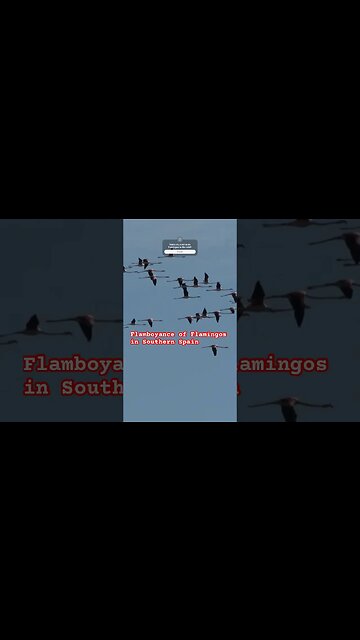 Wild Flamingos in South Spain