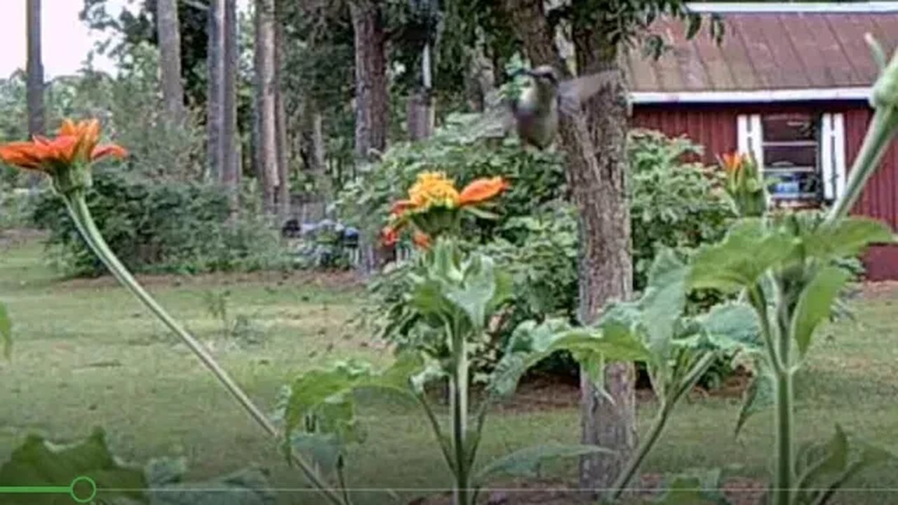 Close up of Hummingbird eating.