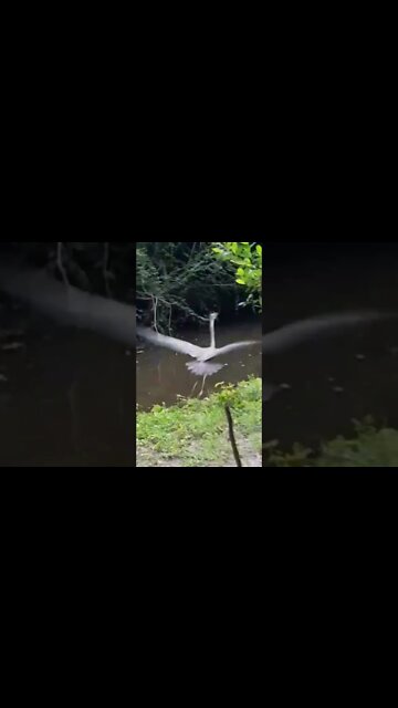 huge bird thinks he's alone, notices me, shits himself