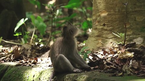 monos en naturaleza