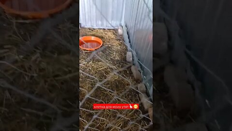 Клетка для моих Утят🪿😁|#shorts #short #shortvideo #shortsvideo #farming #food #viral #viralvideo