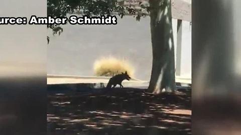 Coyote spotted roaming around Henderson park