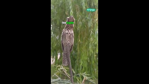 Potoo Birds Nocturnal Camouflage facts