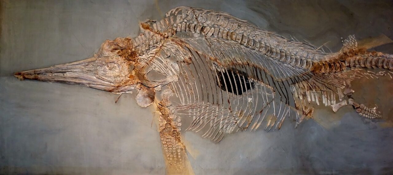Evidence that Noah's Flood Formed the Fossil Record - Dr. Kurt Wise (The Paleontology of the Flood)
