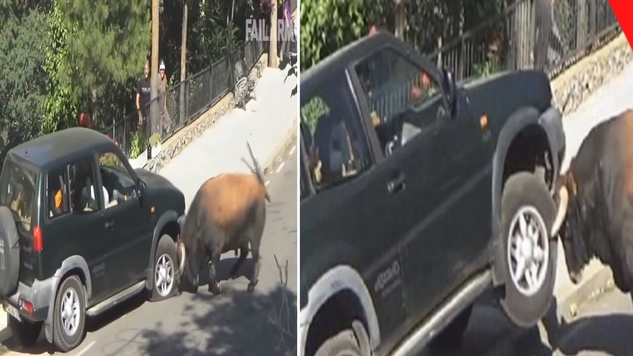 Angry 😡 bull 🐂 lifts car leaving it's occupants terrified 2022