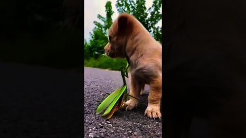 Cute Puppy short video|tiktok video2022|cute puppies doing funny|cute animals|youtube short|#shorts.