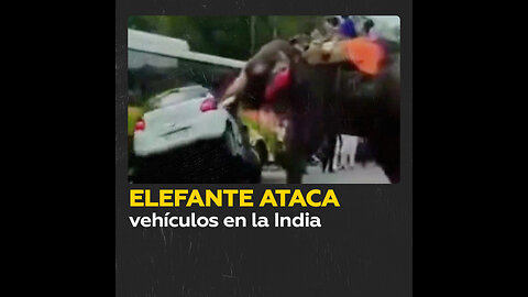 Un elefante embiste varios vehículos de transporte en la India