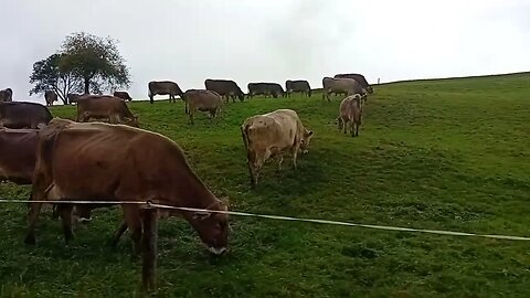 Autofahrt im Allgäu nah an Kühen vorbei / Driving in Bavarian landscape with cows close up