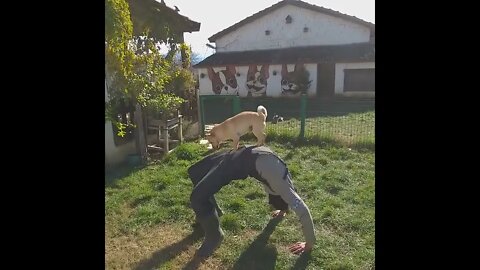 Backward cartwheel Dog trick