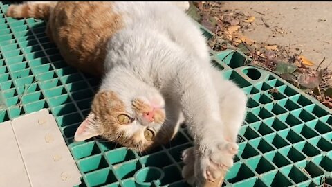 Playing with street cats
