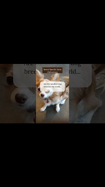 Interesting Facts about Chihuahuas