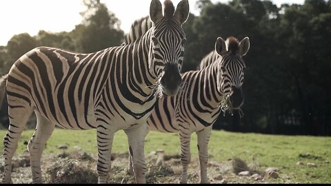 "Zebras: Striped Wonders of the Wild"