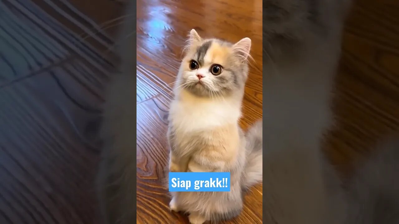 kucing lagi upacara..siaapp grakk!! #short #kucinglucu #kucinglucu #kucingimut #kucingmeong