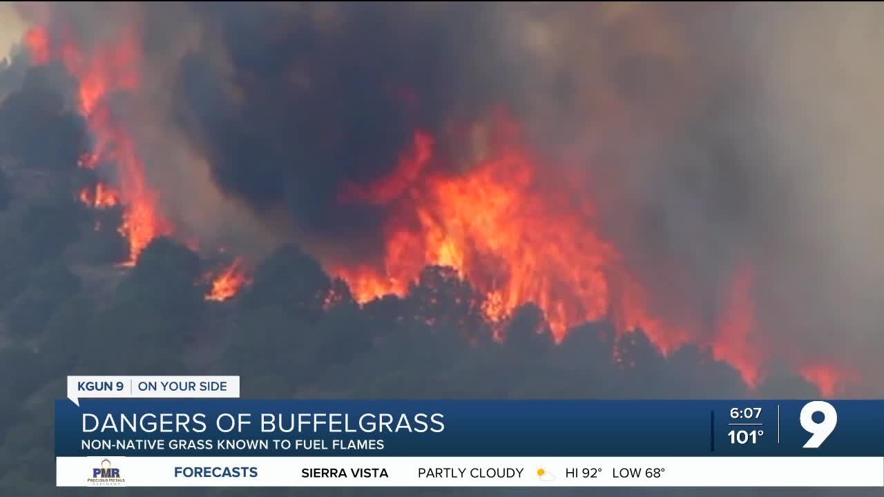 Dangers of buffelgrass during wildfire season