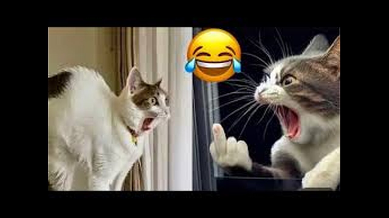 Cute and funny videos of dogs and cats😍😝