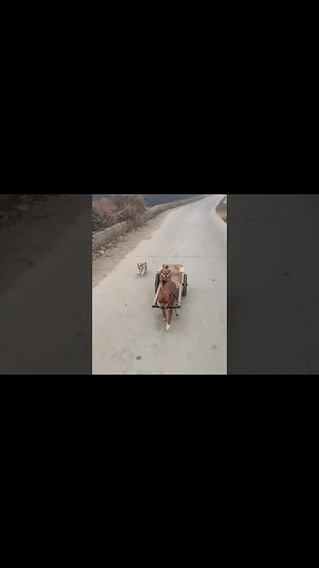 They don't trust the driver 🤣 #dog #funny