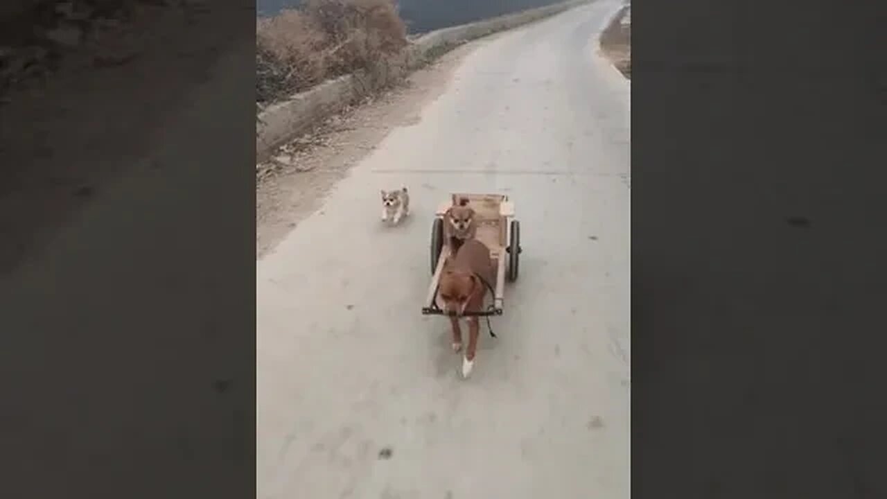 They don't trust the driver 🤣 #dog #funny