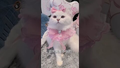 SO Cute Cat || 32- shrts video 🥰🐱 #shorts #shortsfeed #cat