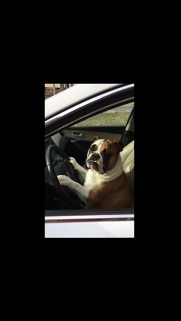 Gemma Is Ready For A Road Trip!!