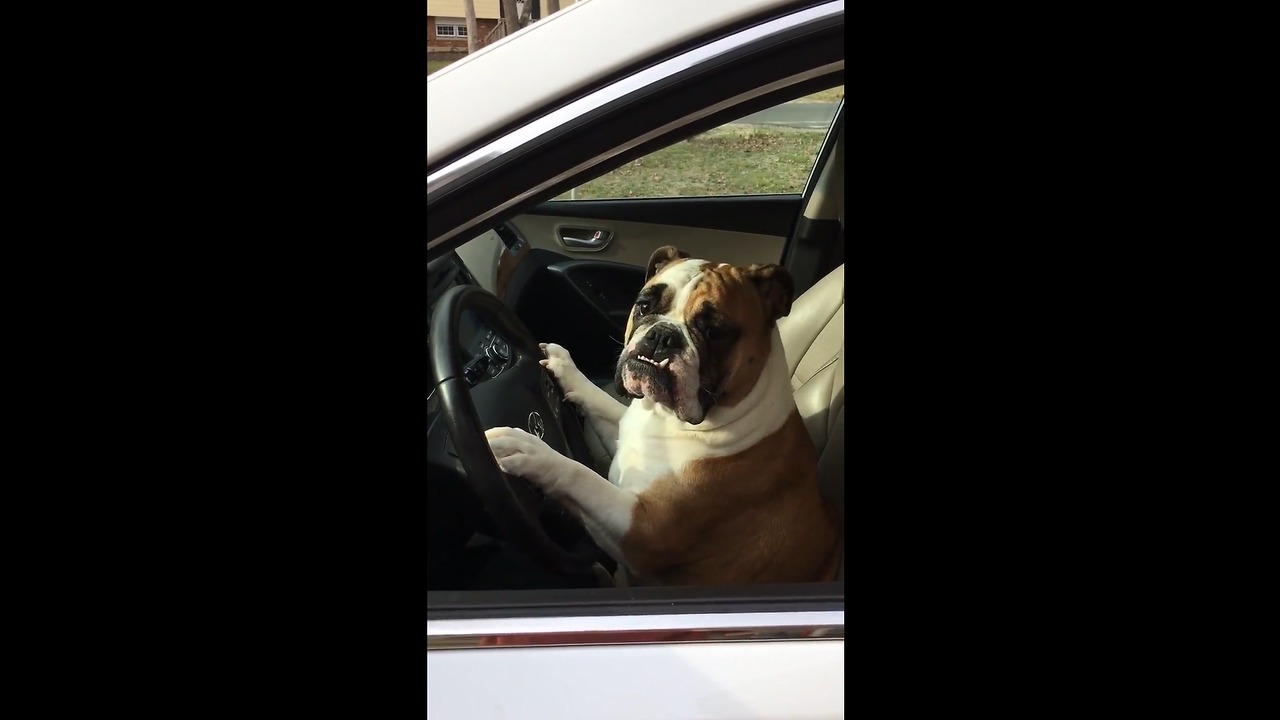 Gemma Is Ready For A Road Trip!!