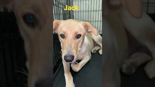 [Shorts 0141] JACK [#dogs #doggos #doggies #puppies #dogdaycare]