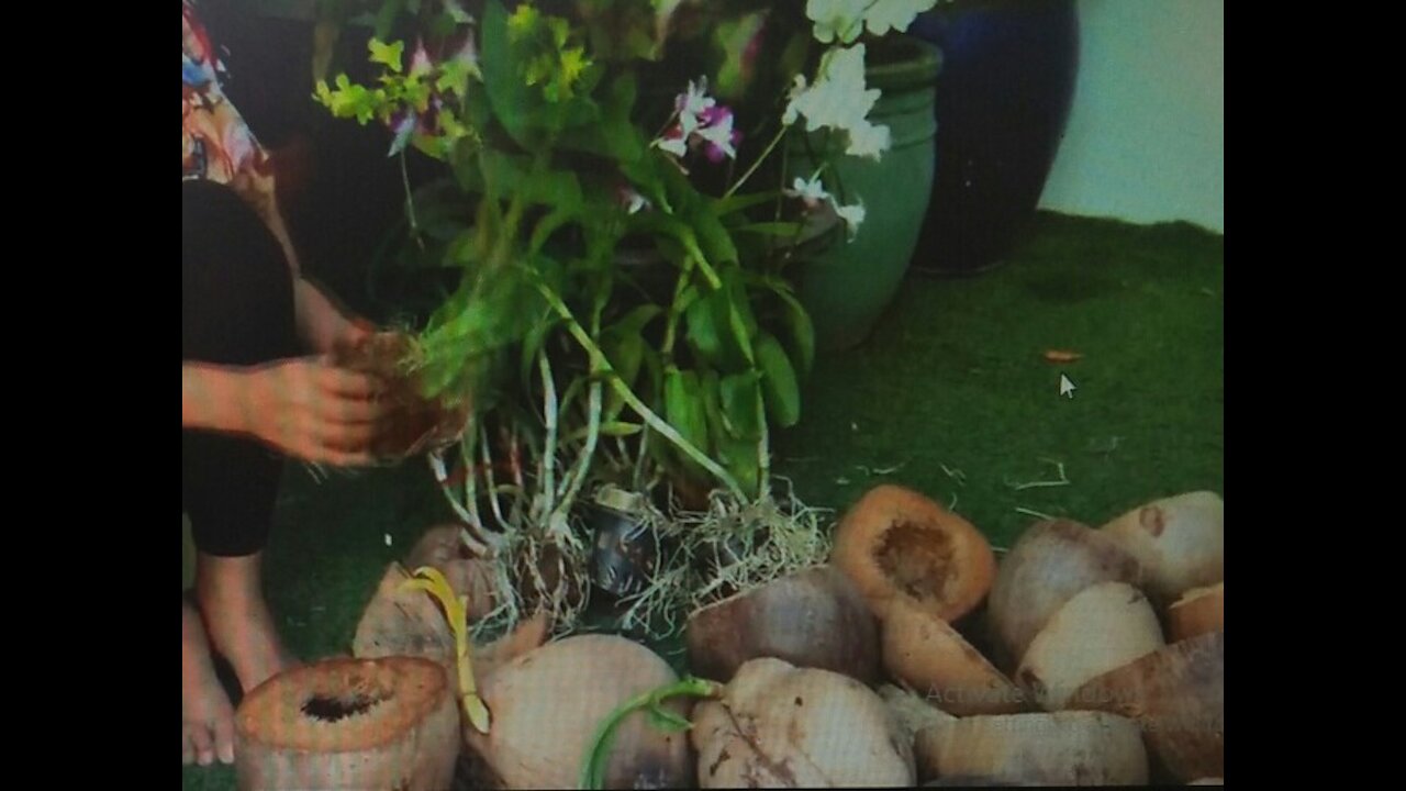 HOW TO PLANT ORCHIDS IN COCO CHELL