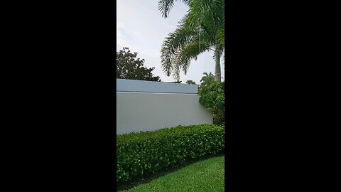 Iguana