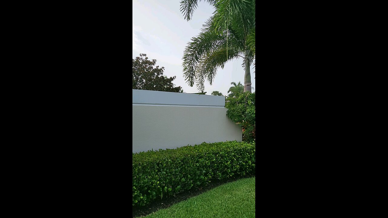Iguana