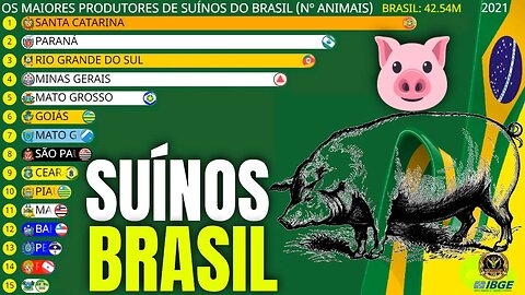 Os Maiores Produtores de Suínos (Porcos) do Brasil