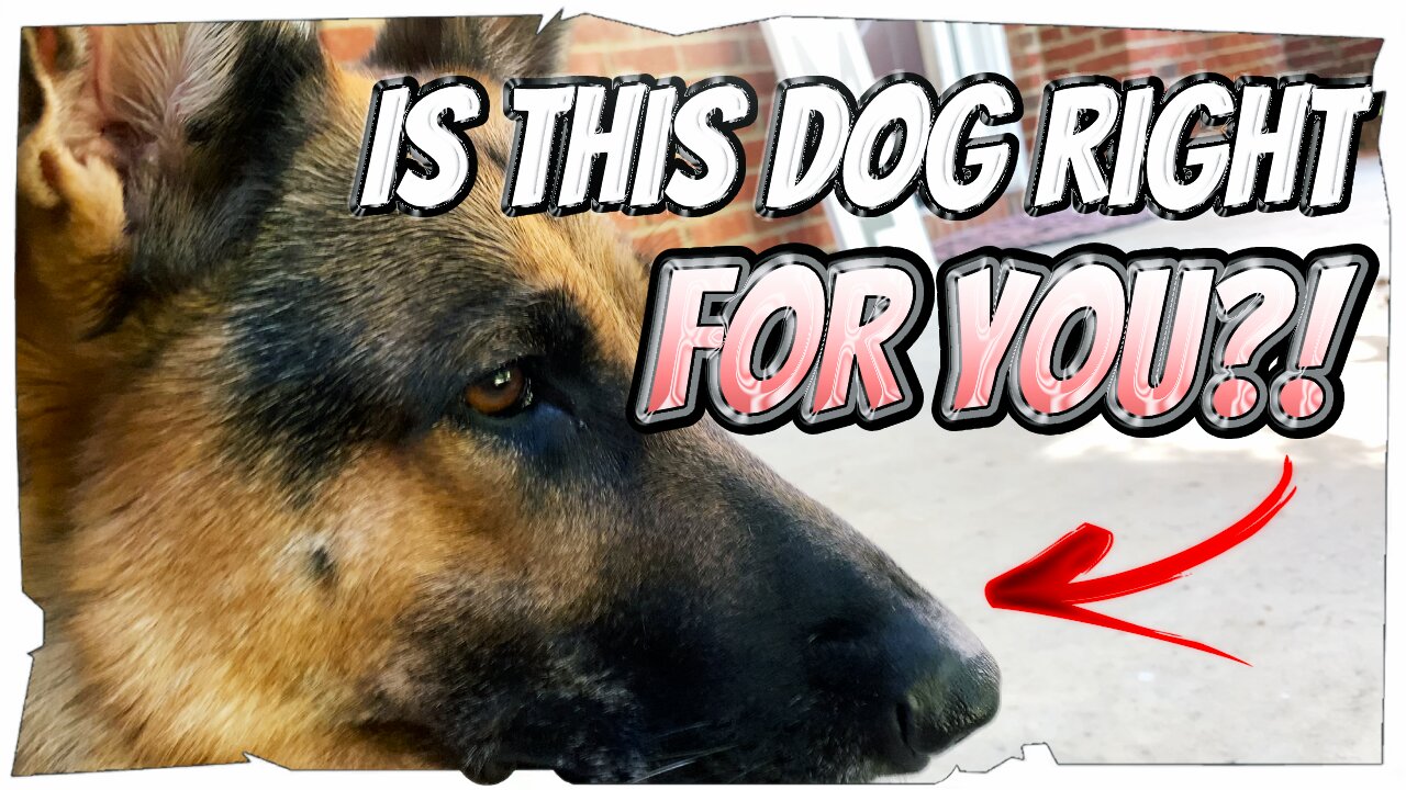 German Shepherds: Popular Questions Answered! Should you get a GSD?