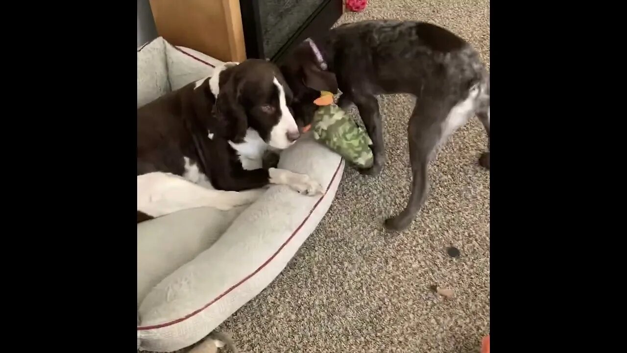 To cute for kennel