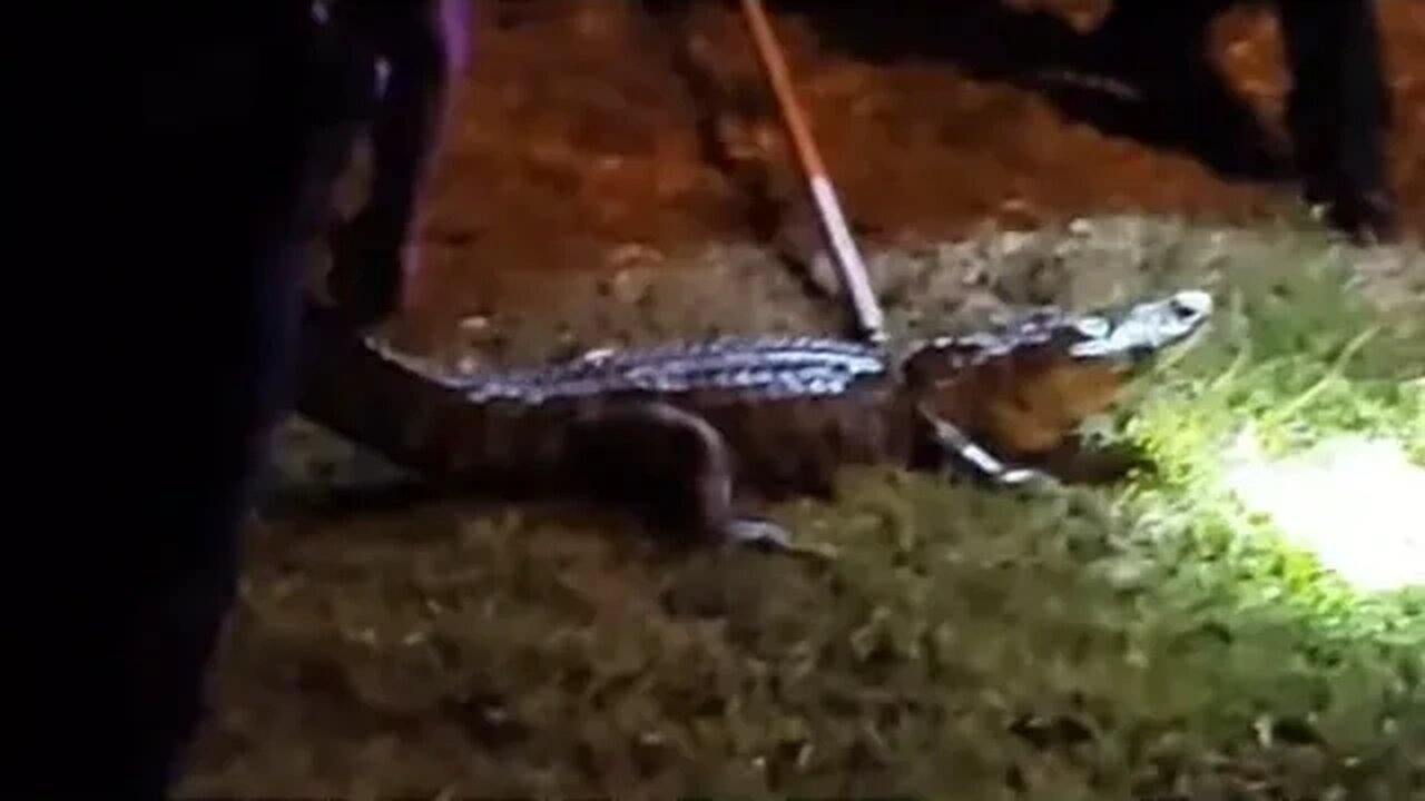 ALLIGATOR CAUGHT JAYWALKING BY SHERIFF DEPARTMENT