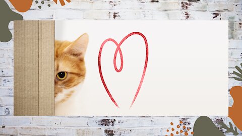 Cute and Funny Cat Videos Compilation2.7m