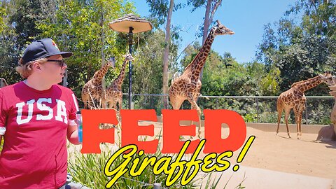 Fearless Giraffe Feeding Experience