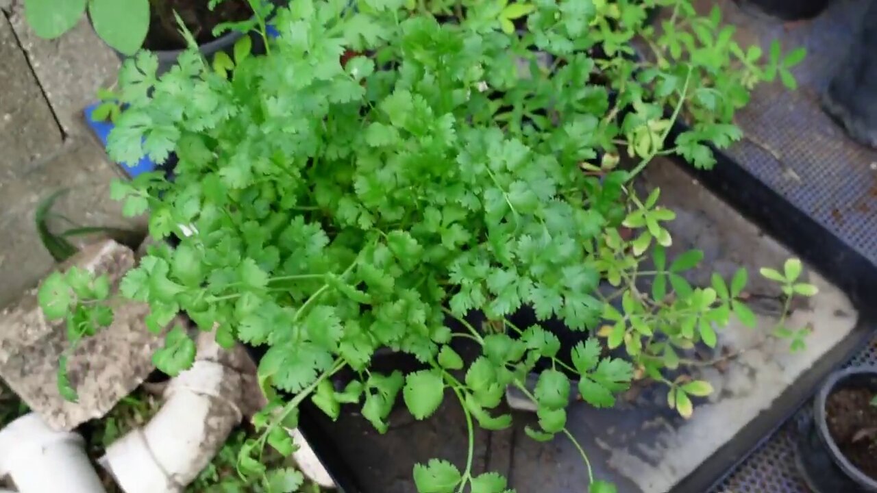 Cilantro Alert!