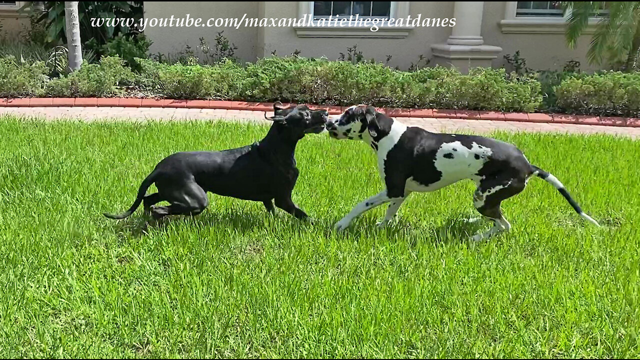 Playful Great Danes Enjoy A Funny Racing Wrestling Romp