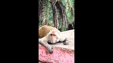 Chillin monkey