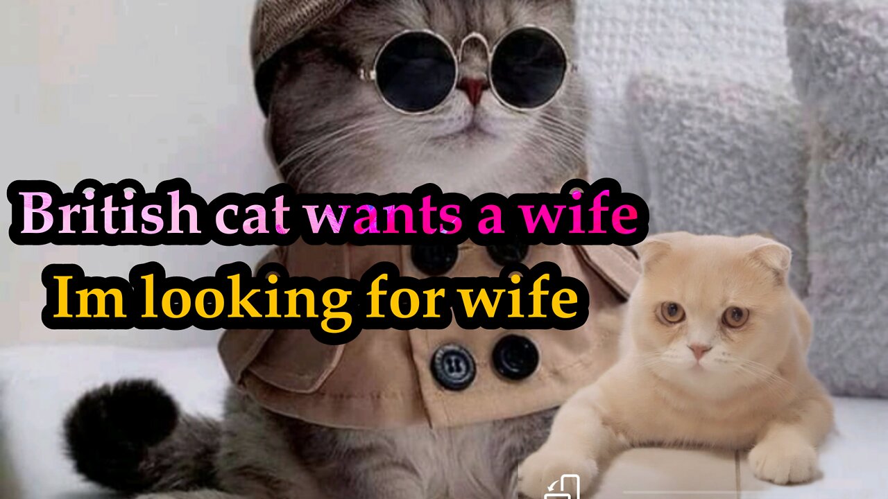 British cat wants a wife