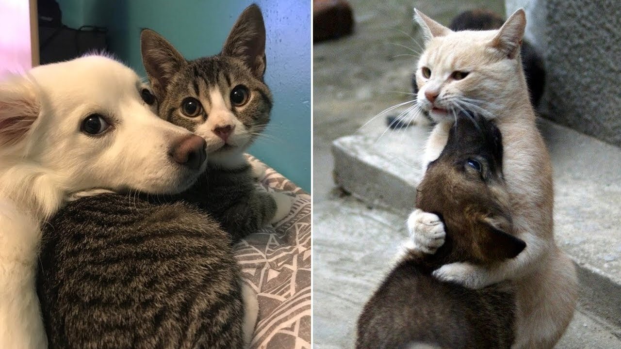 Cat's Baby Brother Is A Big Dog — And They're Best Friends - ALVIN & BARON | The Dodo Odd Couples