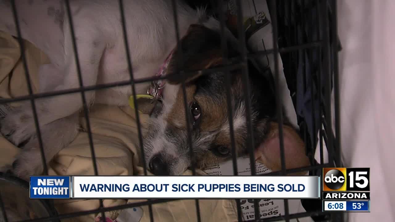 Valley rescue warns about backyard breeders selling sick puppies