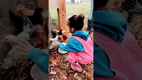 Breakfast time for the chicks🐥 #chicks #chickens #farming #homesteading #youtubeshorts