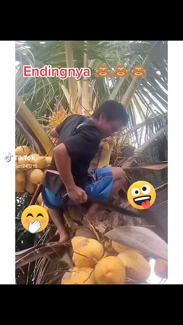 "Coconut Comedy: Hilarious Moments of Man Picking Coconuts