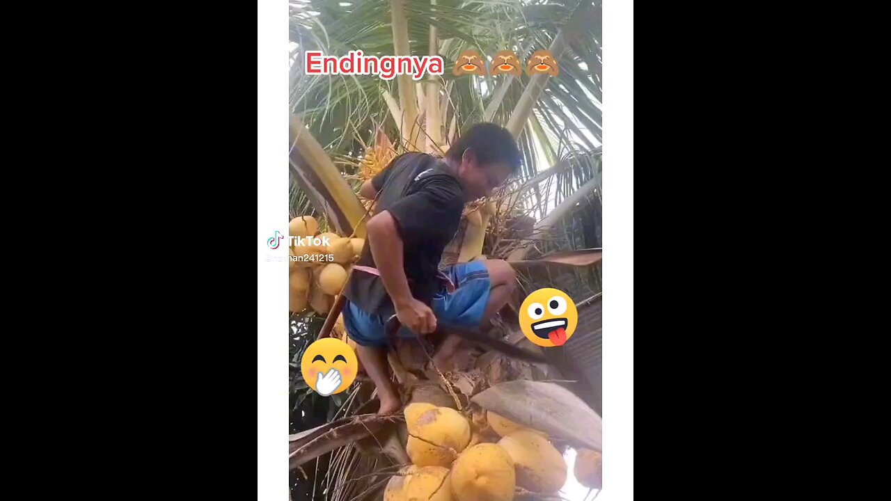 "Coconut Comedy: Hilarious Moments of Man Picking Coconuts