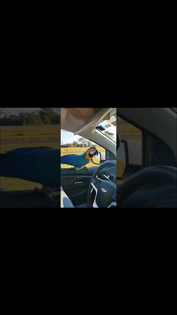 INCRÍVEL ARARA ESPONTANEAMENTE ENTRA NA VIATURA PARA PATRULHAR COM POLICIAIS