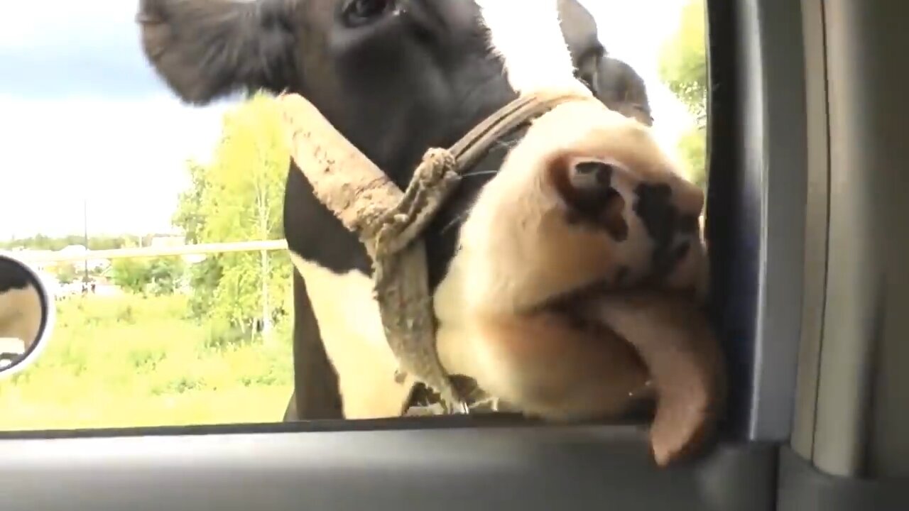 HOLY COW!!! WHAT IS SHE DOING????