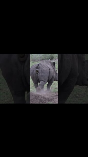 Territorial Marking By Rhino Bull #shorts