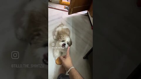 Emotional damage #dog #shorts #fun #doglover #cute #shihtzu #reels #funny #ytshorts #trending #kids