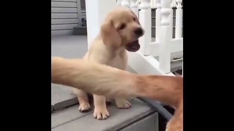 Super Funny Dog Videos #3 #28 #8